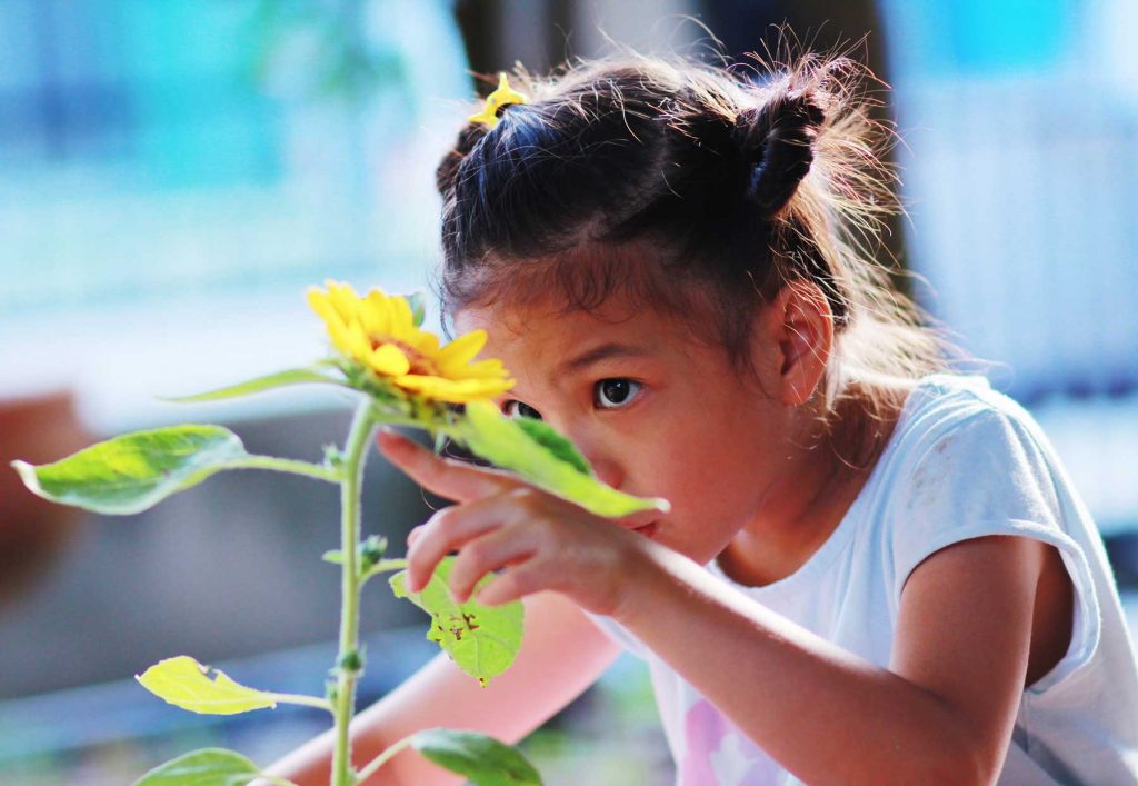 child observing sunflower