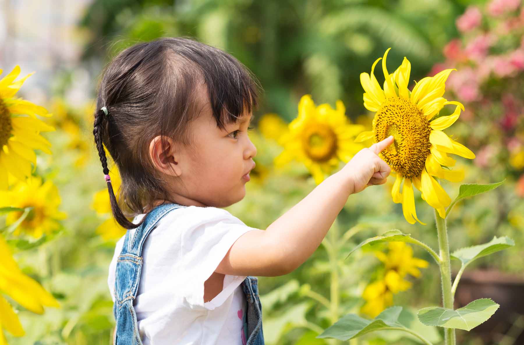 toddler with sunflower
