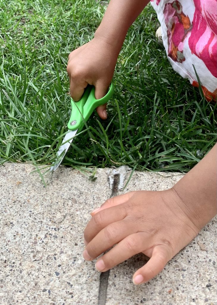child using scissors to cut grass